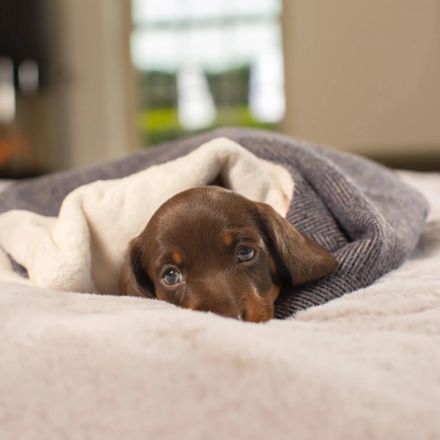 Puppy Scent Blanket in Herringbone Tweed by Lords & Labradors