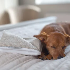 Puppy Scent Blanket in Herringbone Tweed by Lords & Labradors