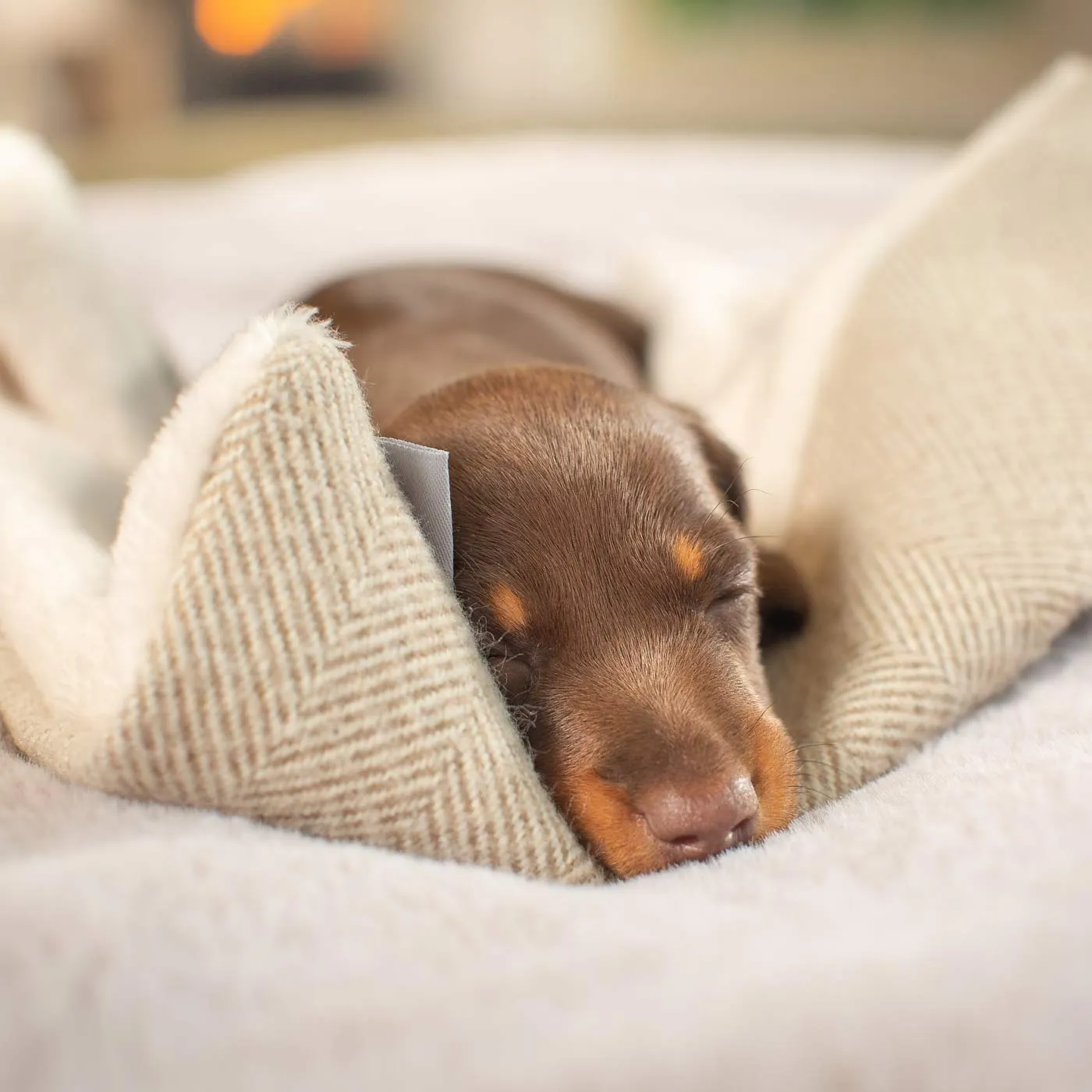 Puppy Scent Blanket in Herringbone Tweed by Lords & Labradors