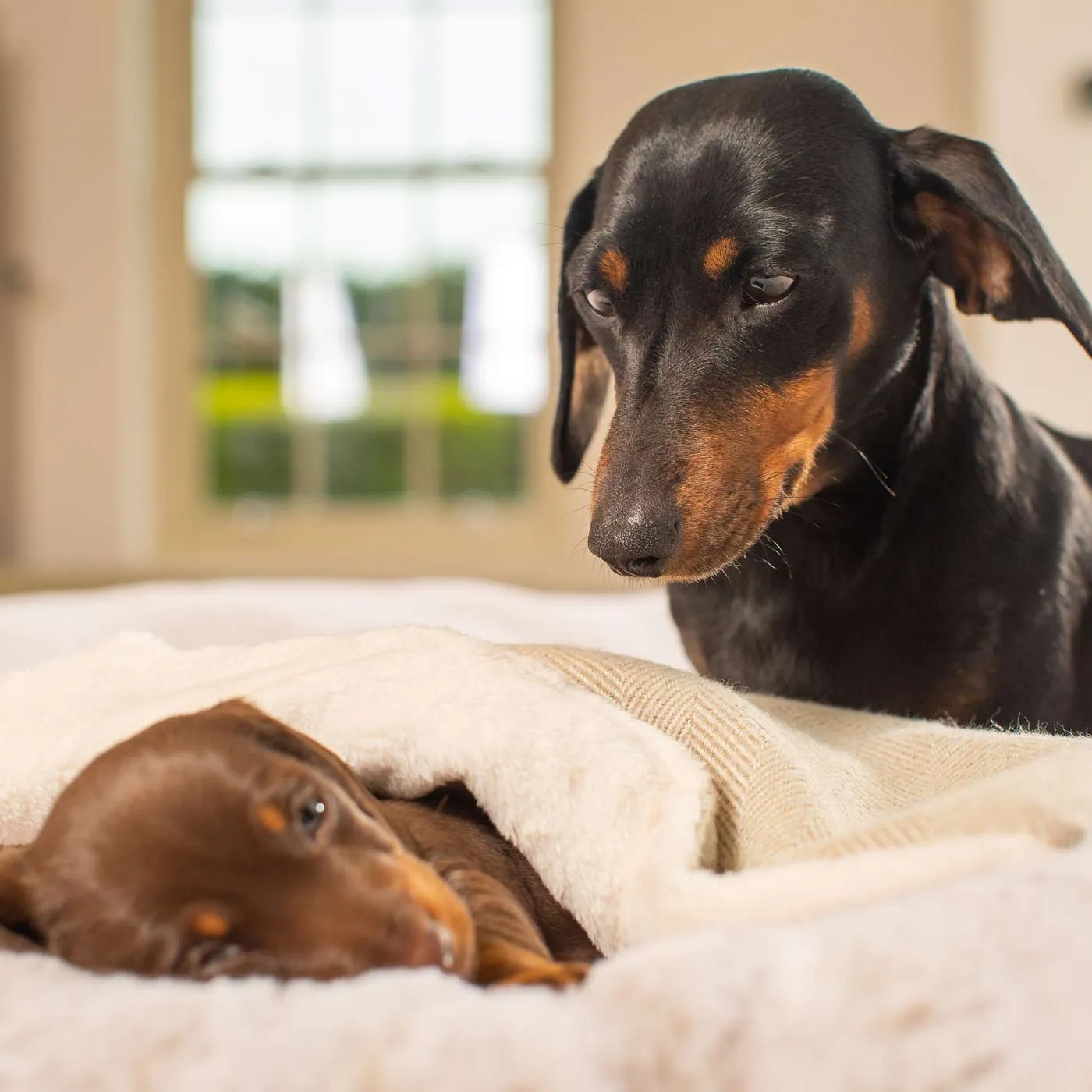 Puppy Scent Blanket in Herringbone Tweed by Lords & Labradors