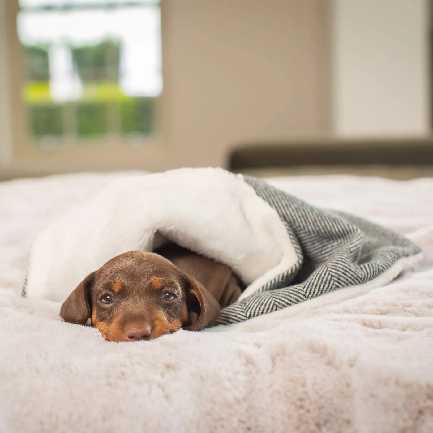 Puppy Scent Blanket in Herringbone Tweed by Lords & Labradors