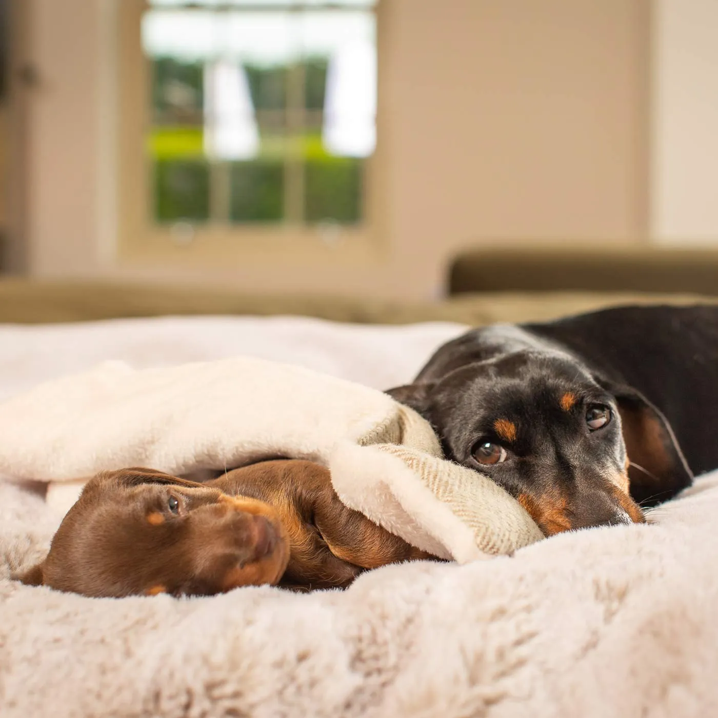 Puppy Scent Blanket in Herringbone Tweed by Lords & Labradors