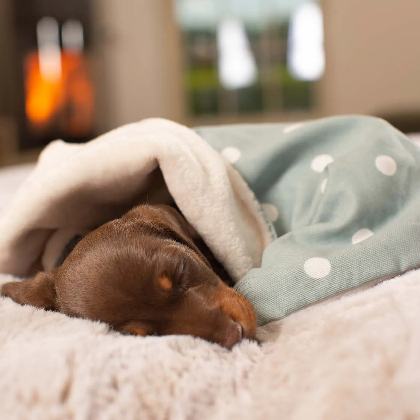 Puppy Scent Blanket in Spots & Stripes by Lords & Labradors